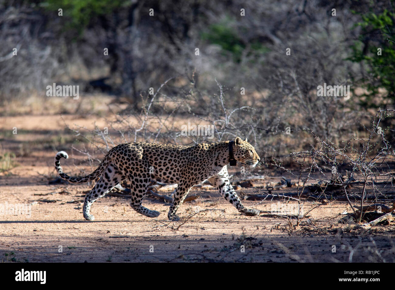 Leopard (Panthera pardus) - Okonjima Nature Reserve, Namibia, Africa Stock Photo