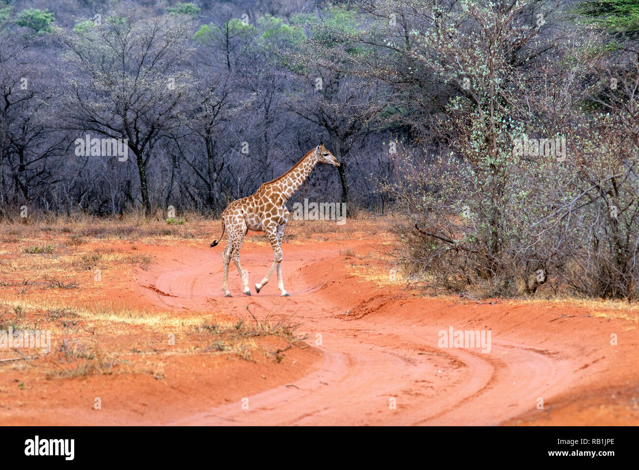 Young giraffe crossing road - Okonjima Nature Reserve, Namibia, Africa Stock Photo