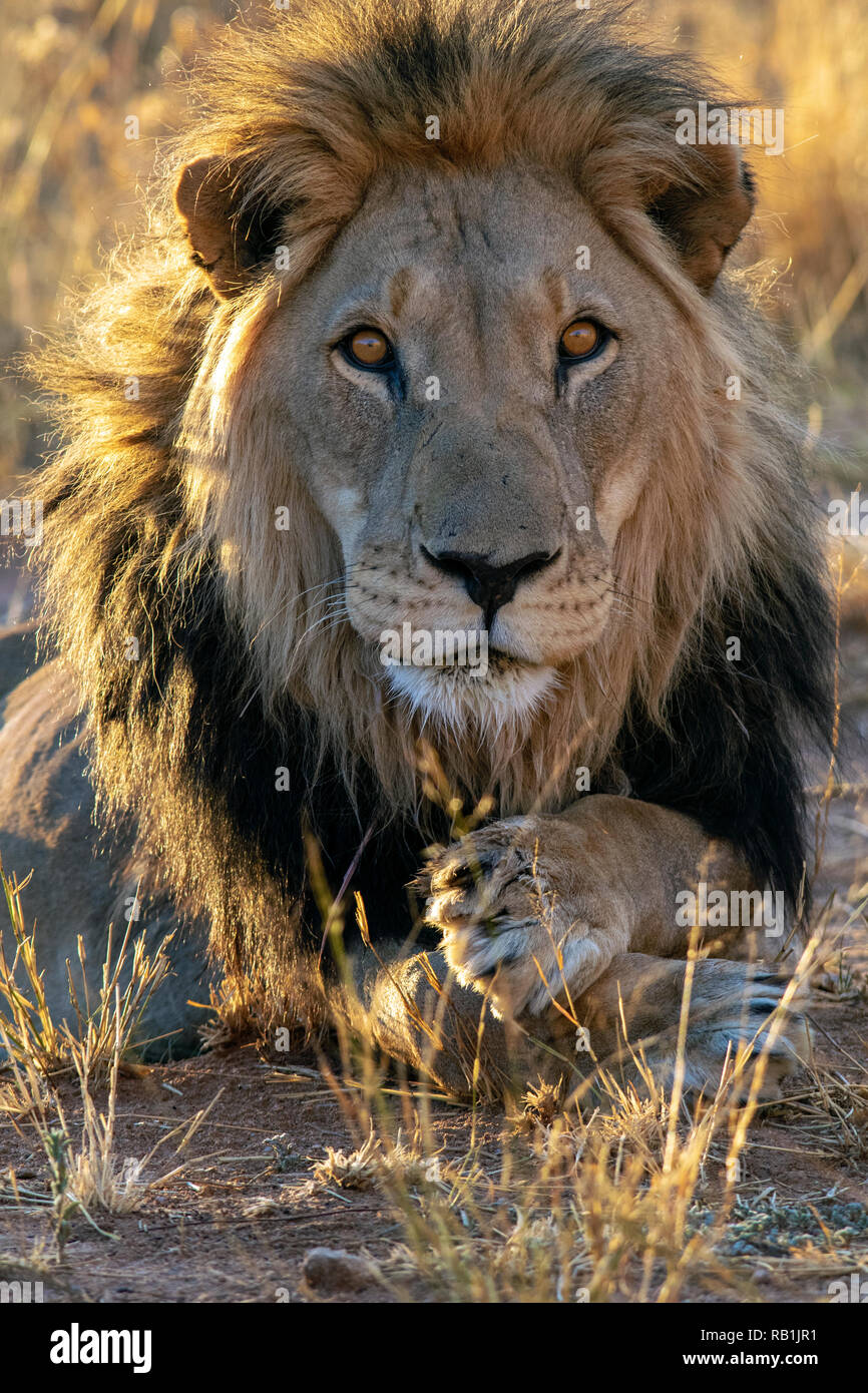 African Lion (Panthera leo) [Captive] - AfriCat Foundation, Okonjima Nature Reserve, Namibia, Africa Stock Photo