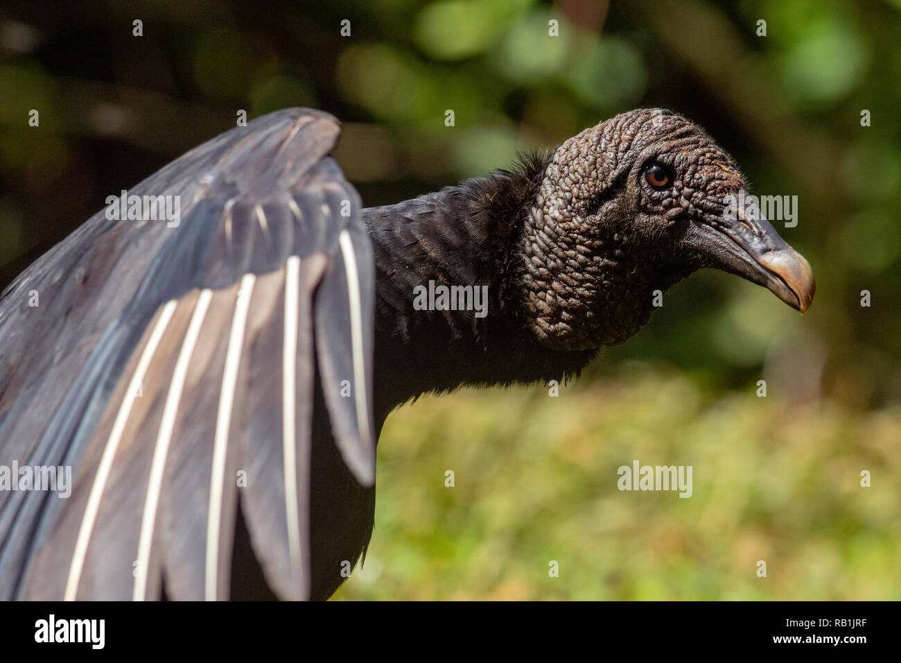 Black vulture (Coragyps atratus) - La Laguna del Lagarto Lodge, Boca Tapada, Costa Rica Stock Photo
