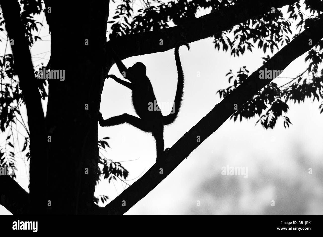 Silhouette of Geoffroy's spider monkey (Ateles geoffroyi) - La Laguna del Lagarto Lodge, Boca Tapada, Costa Rica Stock Photo