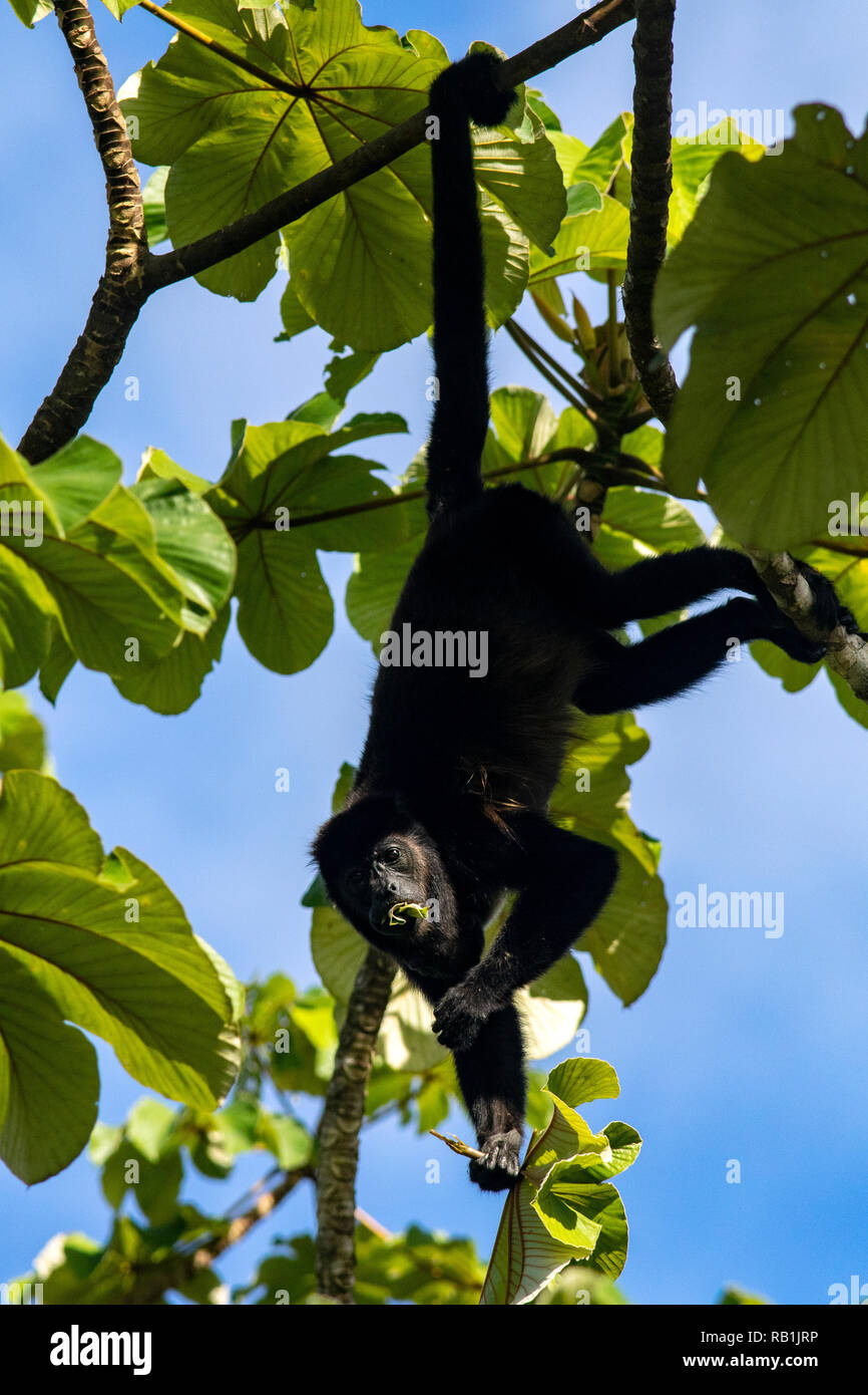 Mantled howler monkey (Alouatta palliata) hanging from prehensile tail - near Boca Tapada, San Carlos, Costa Rica Stock Photo