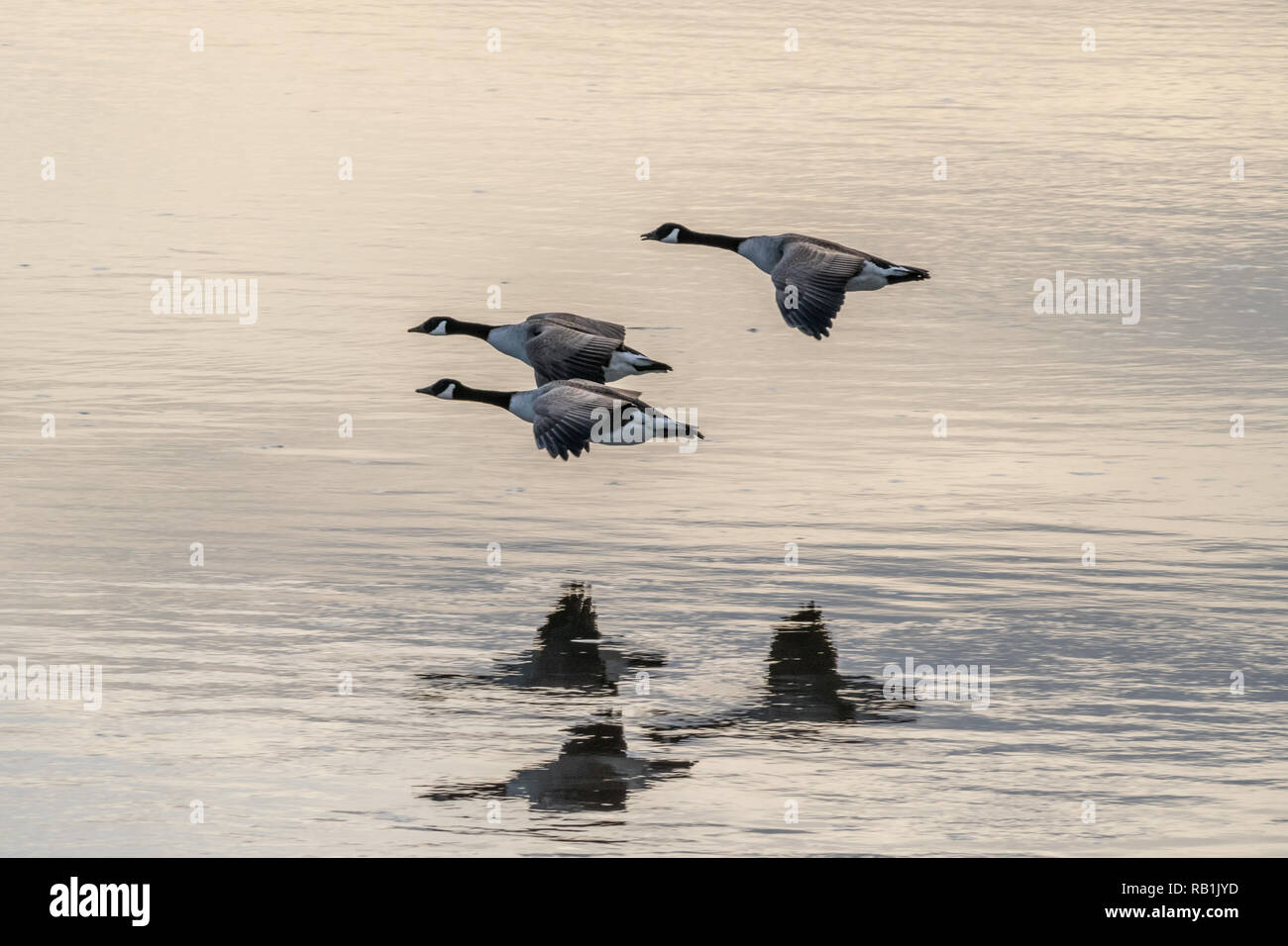 Three Candian Geese flying along the River Mersey in January 2017 during Winter casting a reflection into the water below. Stock Photo