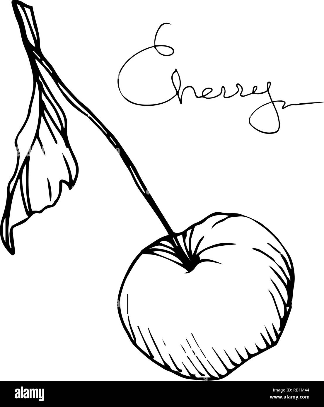 Vector Cherry fruit. Black and white engraved ink art. Isolated berry ...