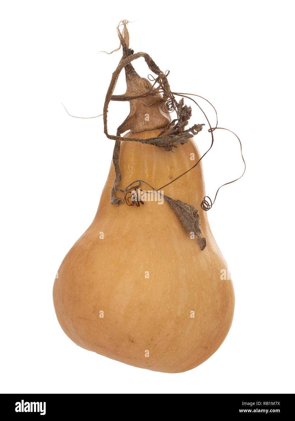 Home grown butternut squash with stem and tendrils isolated on white background. Truly organic. Stock Photo