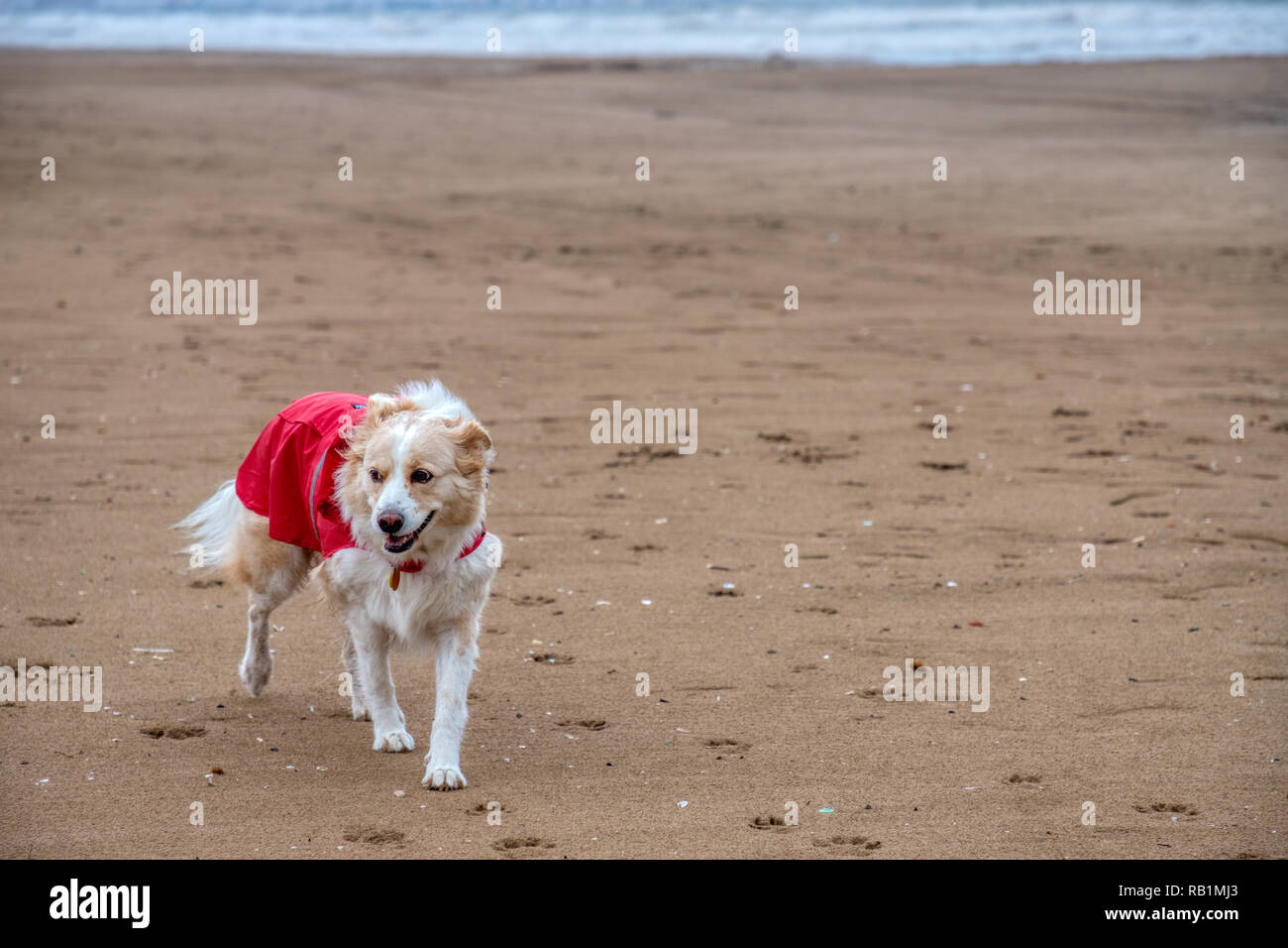 border collie raincoat