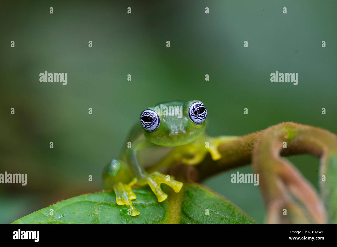 Ghost glass frog in Costa Rican rainforest Stock Photo