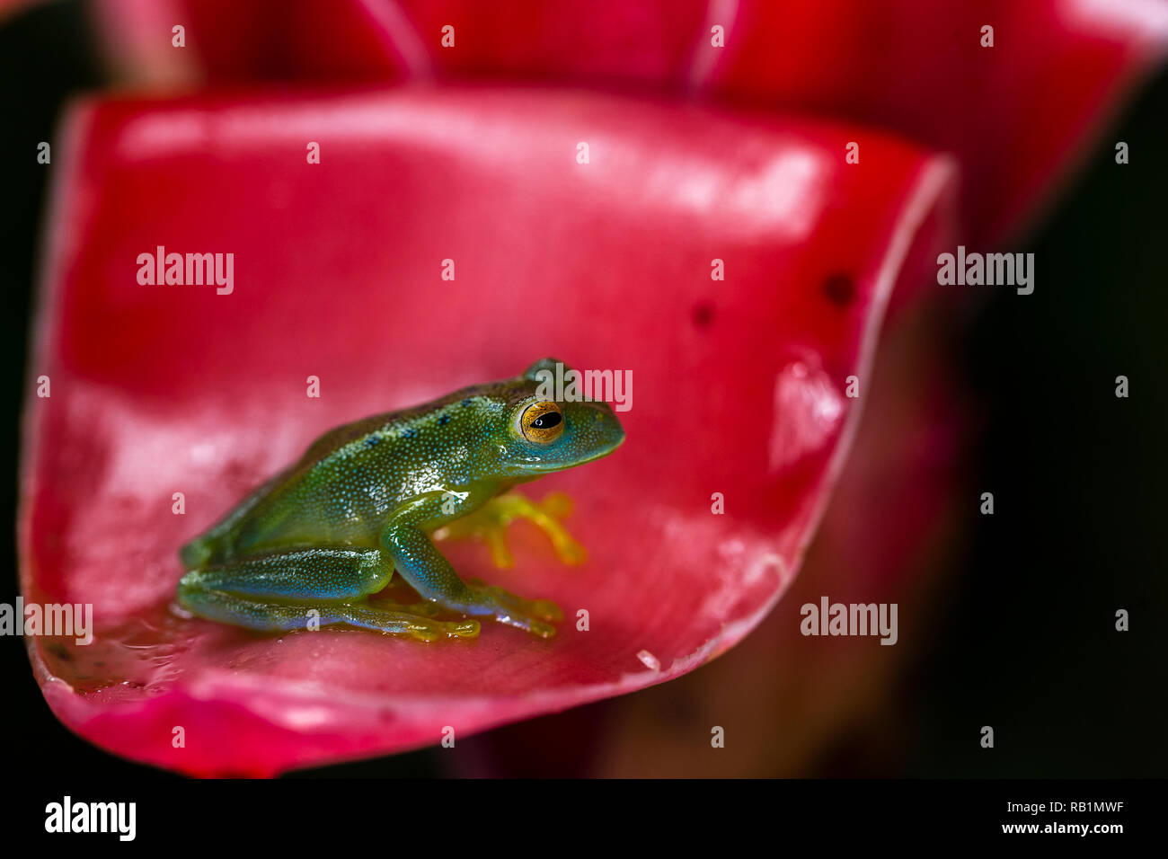 Granular glass frog in Costa Rican rainforest Stock Photo Alamy