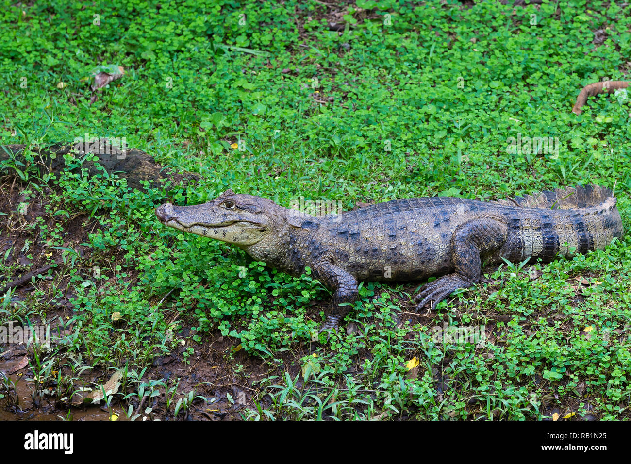 Spectacled caiman, Costa Rica rainforest Stock Photo