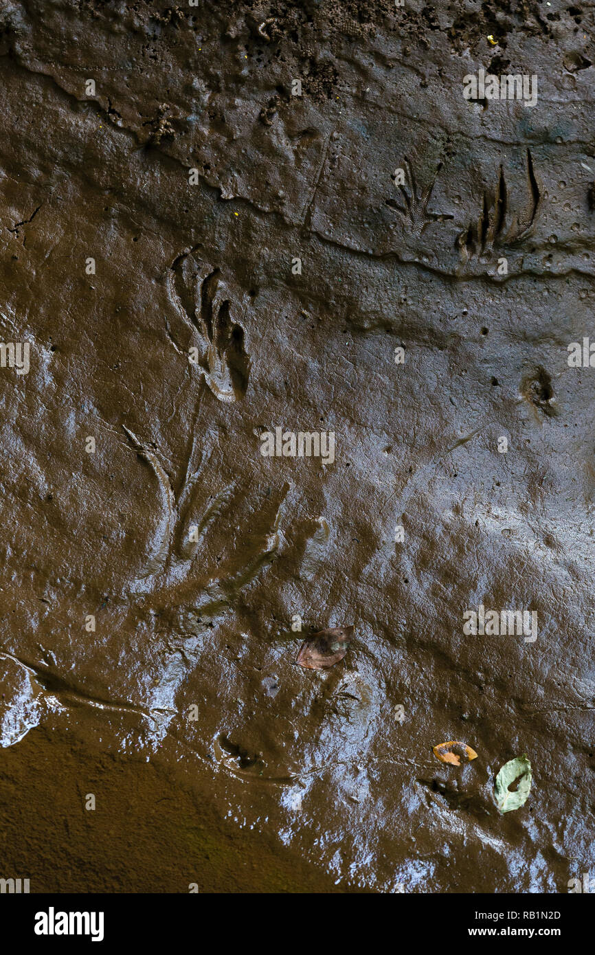Spectacled caiman footprints, Costa Rica rainforest Stock Photo