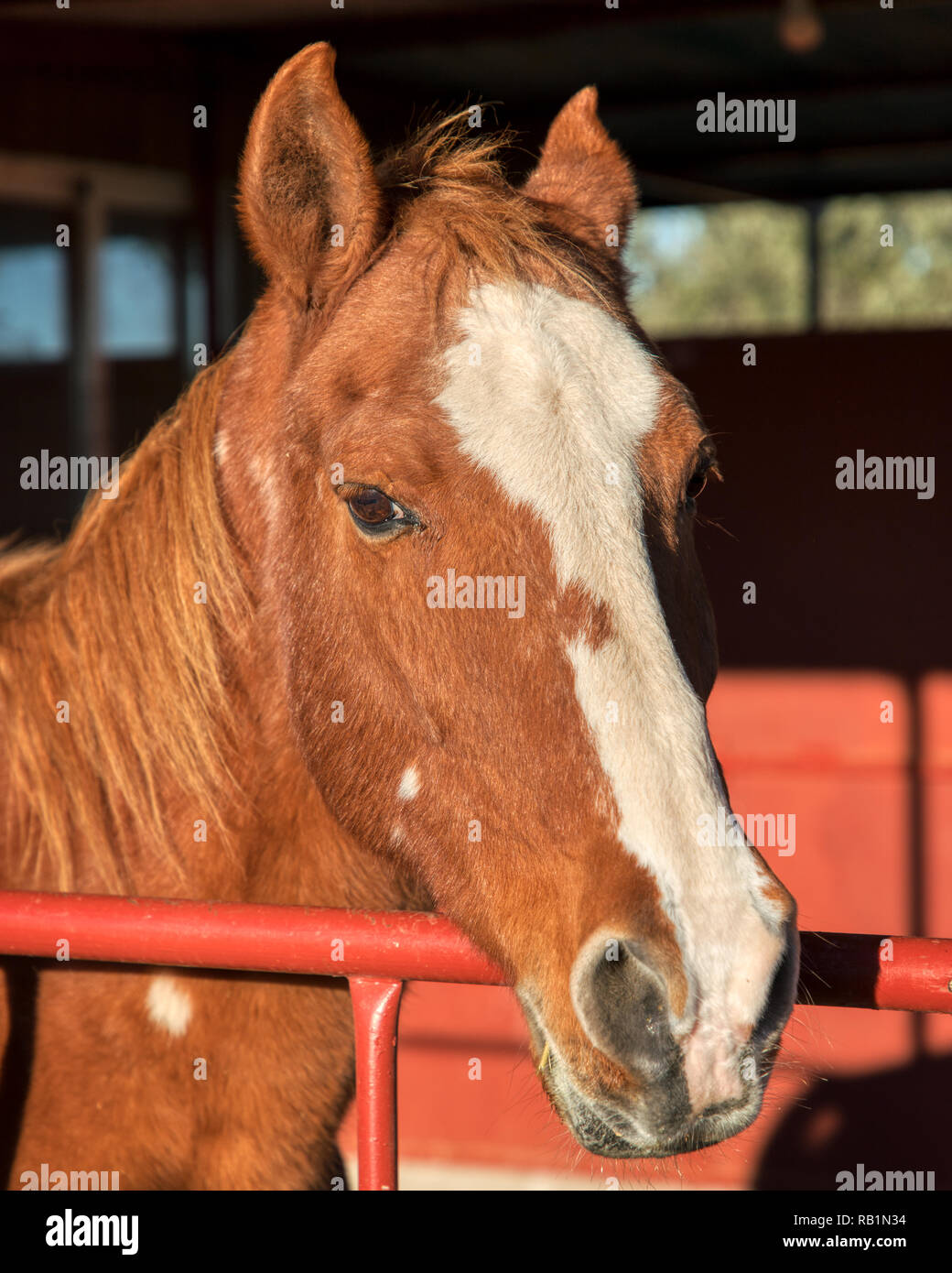 Tan horse hires stock photography and images Alamy
