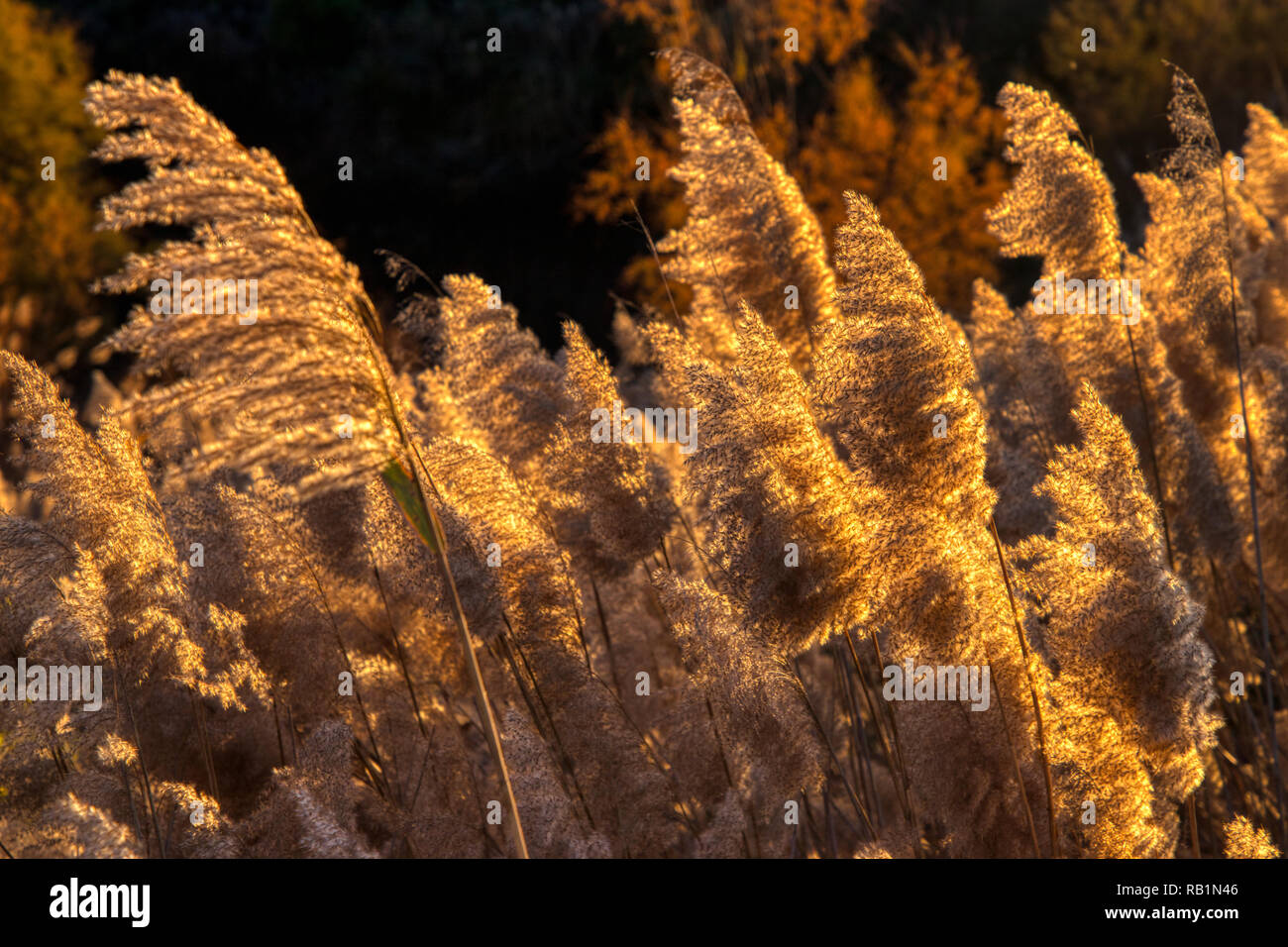 Shallow depth of field photo of multiple backlit wild grasses blowing in the wind with strong gold and autumnal colors from the setting sun making the Stock Photo