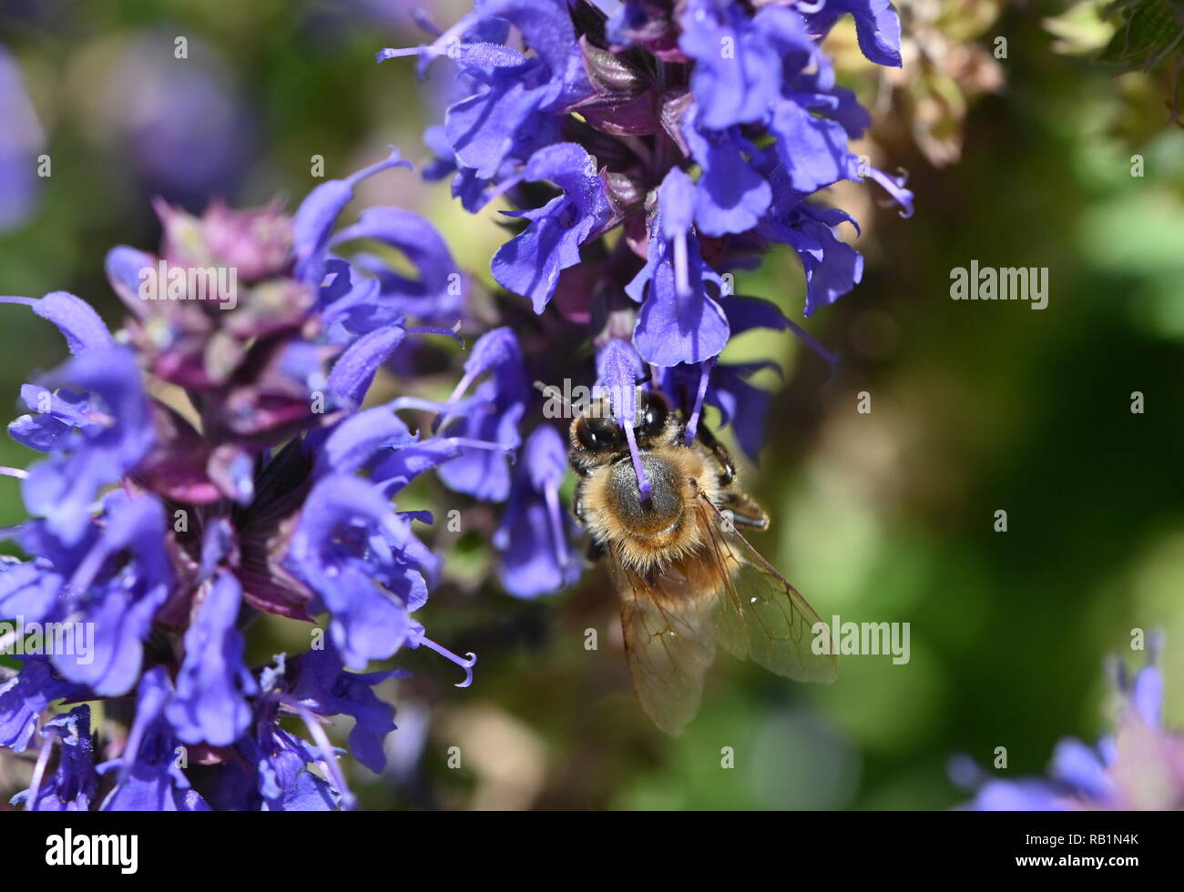 Salvia sylvestris blauhugel hi-res stock photography and images - Alamy