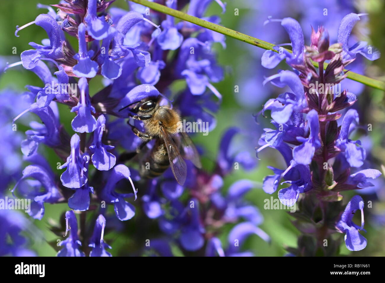 Bee on purple Salvia x sylvestris (Wood Sage) Stock Photo