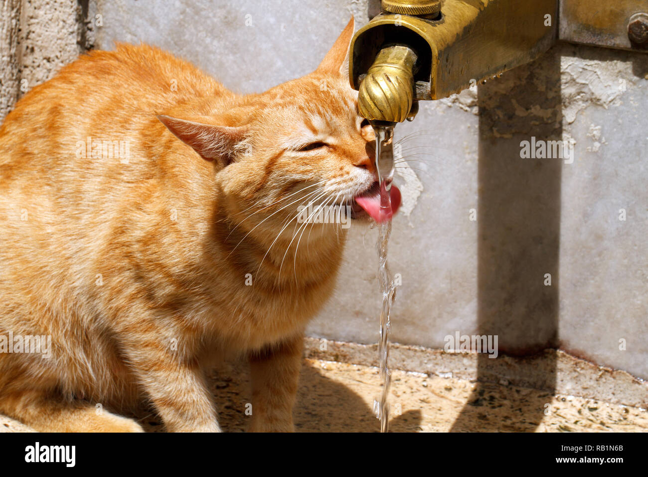 cat drinking from the fountain of water Stock Photo Alamy