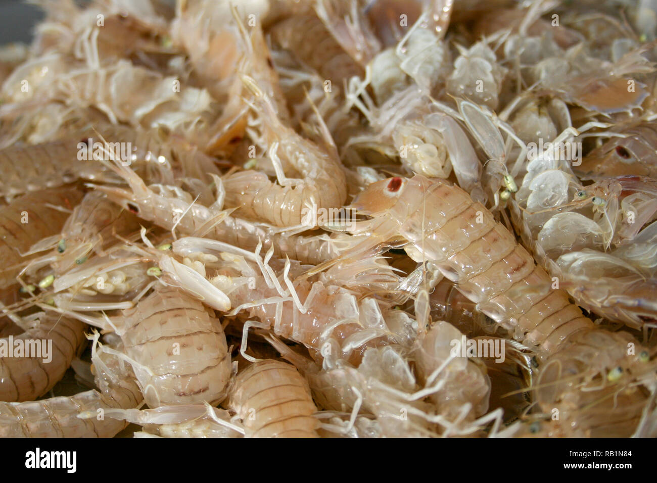 Squilla mantis, species of mantis shrimp found in shallow coastal areas of the Mediterranean Sea and the Eastern Atlantic Ocean: cicala or pacchero, f Stock Photo