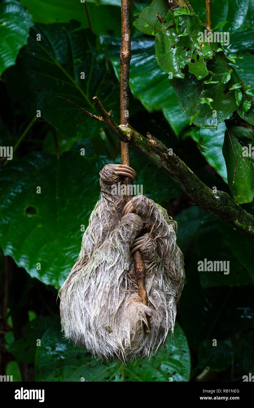 Three-toed sloth in Costa Rican rainforest Stock Photo