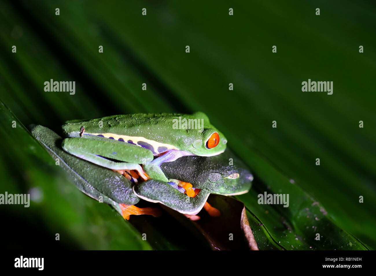 Red-eyed leaf frogs mating in Costa Rican rainforest Stock Photo