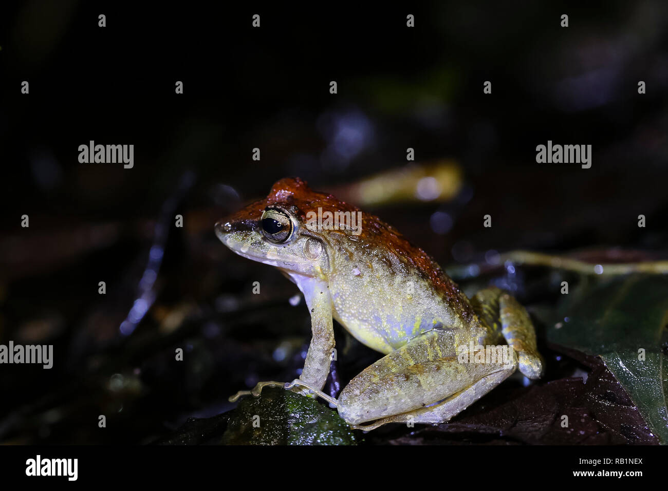 Frog, Costa Rica rainforest Stock Photo
