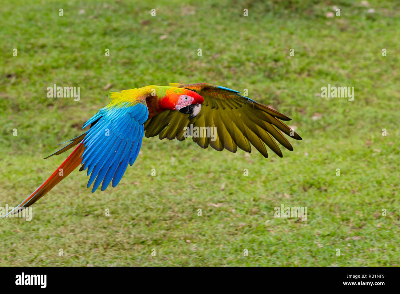 Scarlet macaws in Costa Rica Stock Photo