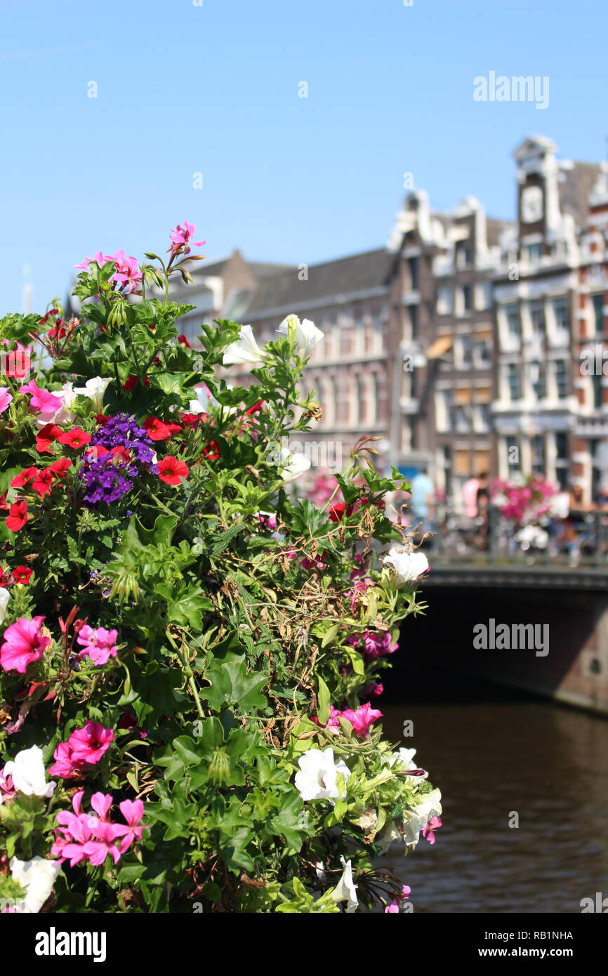 Flowers in bloom by a canal in Amsterdam Stock Photo Alamy