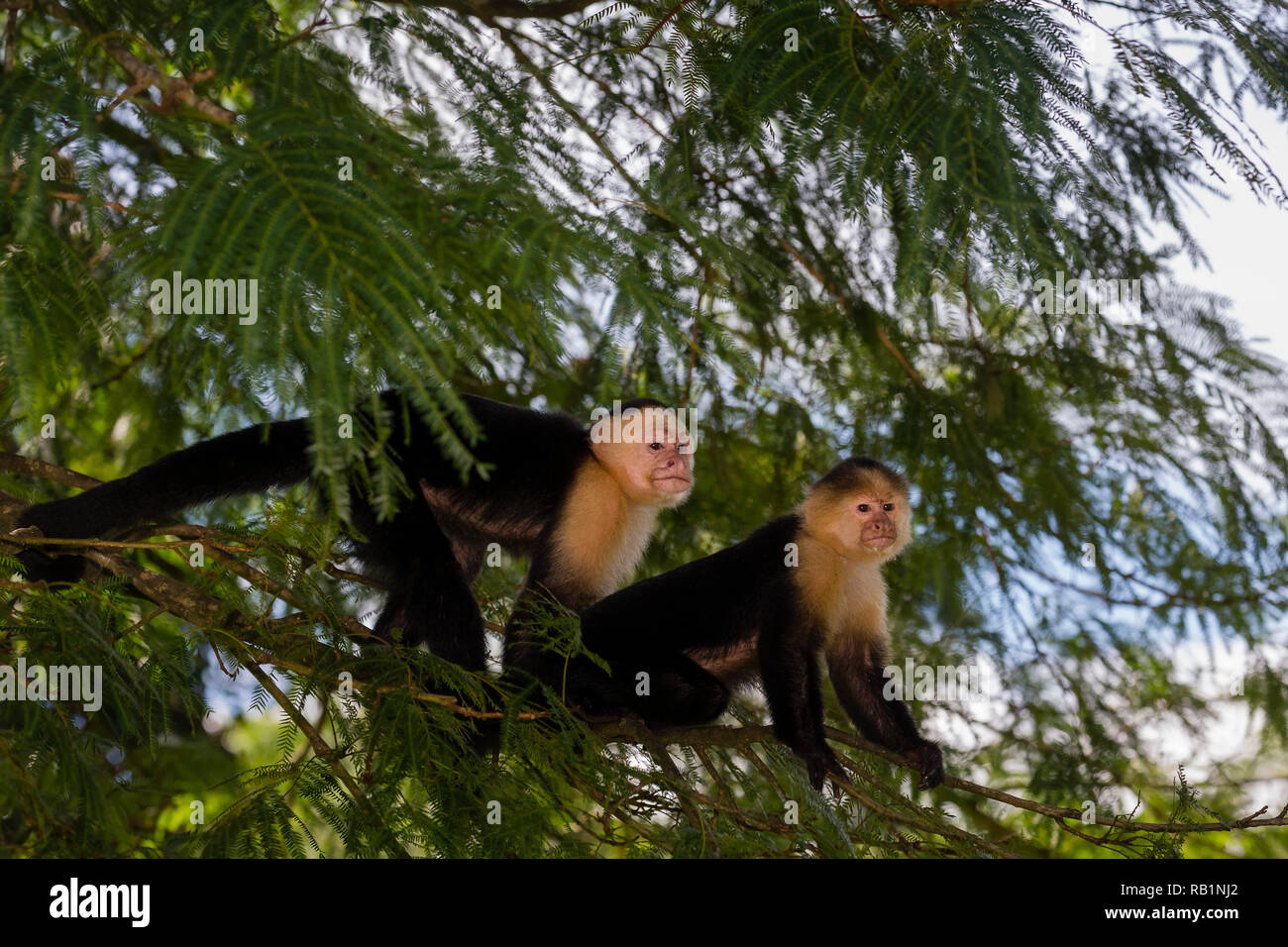 White-headed capuchin monkeys in Costa Rica Stock Photo