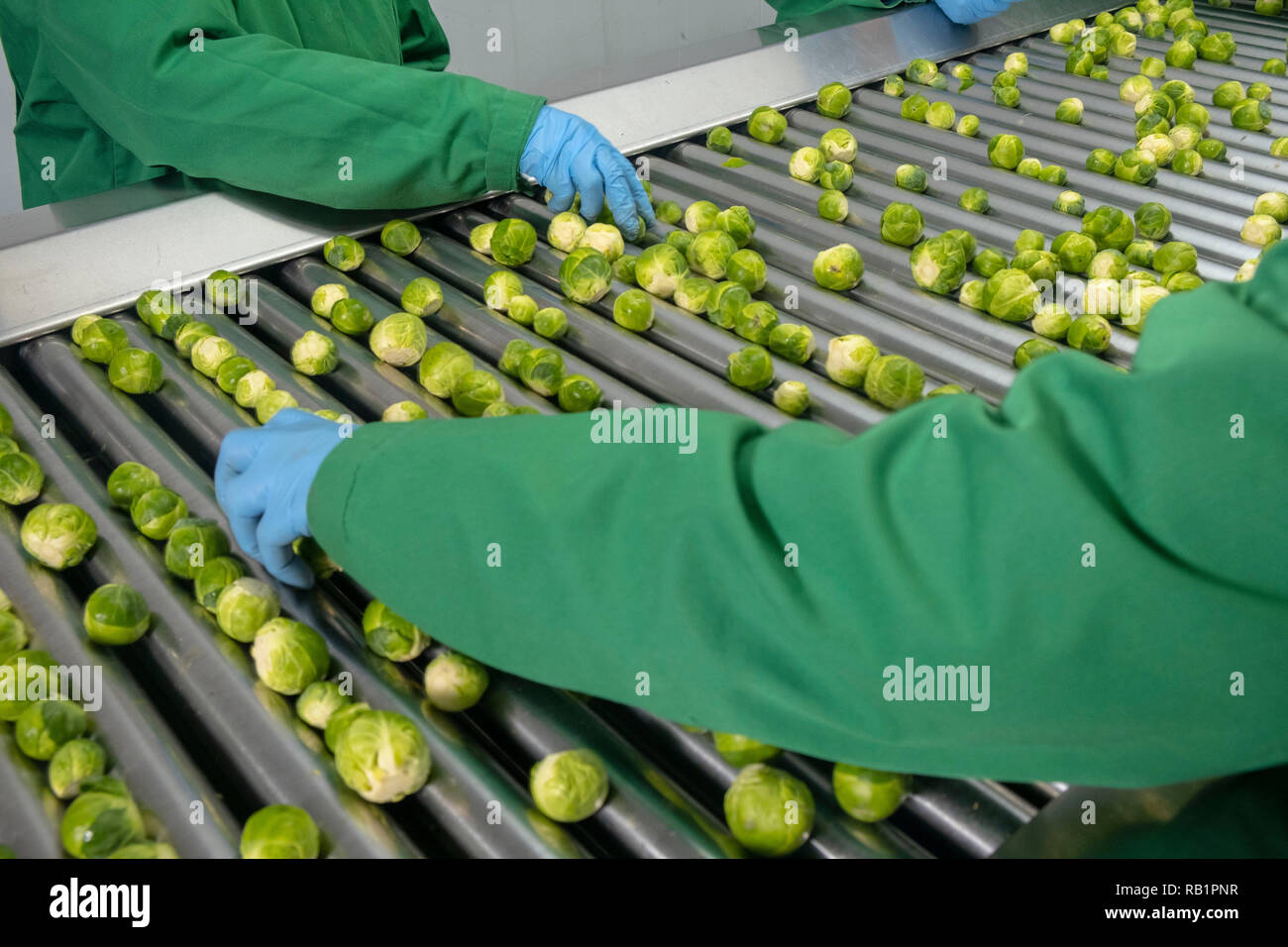 Production line of Brussel Sprouts in factory Stock Photo Alamy