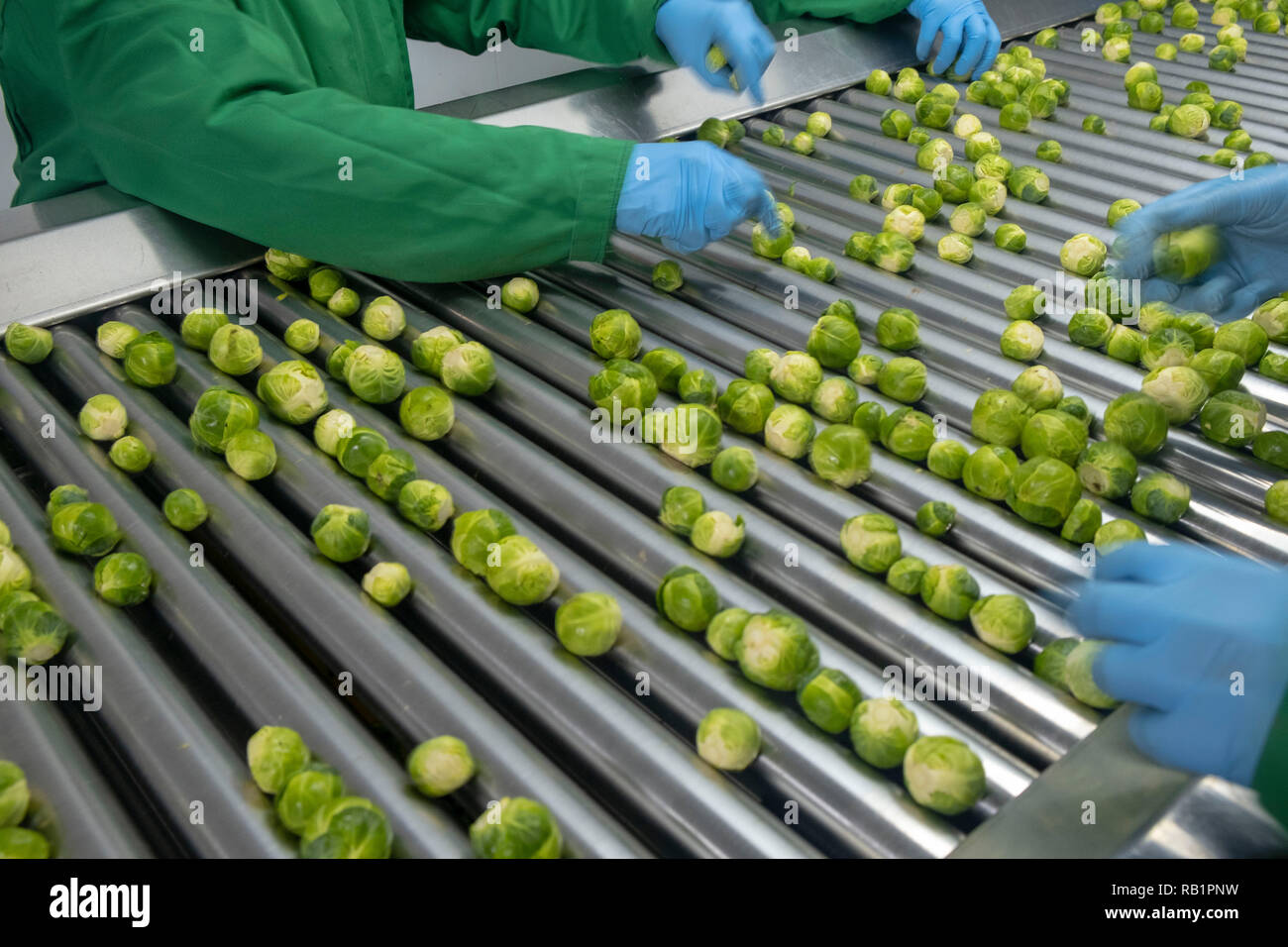 Production line of Brussel Sprouts in factory Stock Photo Alamy