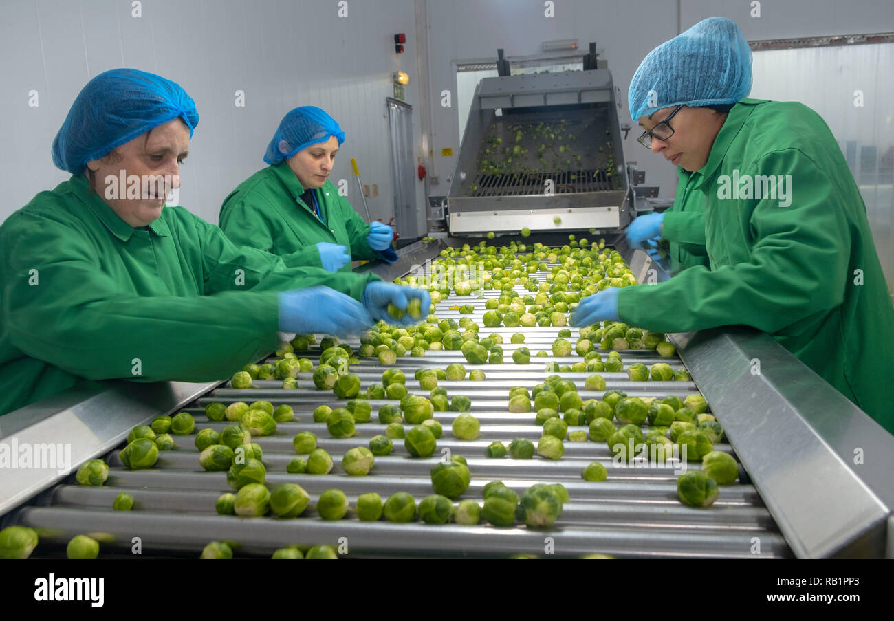 Production line of Brussel Sprouts in factory Stock Photo Alamy