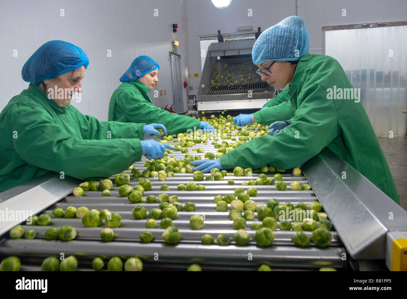 Production line of Brussel Sprouts in factory Stock Photo