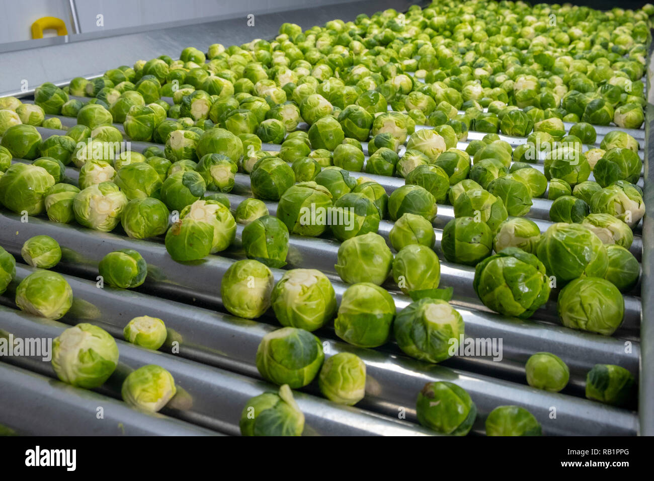Production line of Brussel Sprouts in factory Stock Photo Alamy