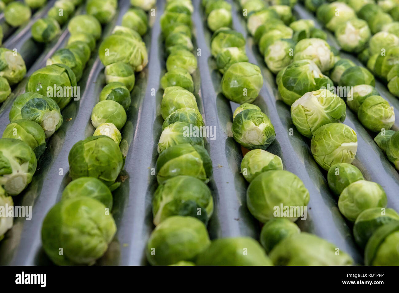 Production line of Brussel Sprouts in factory Stock Photo