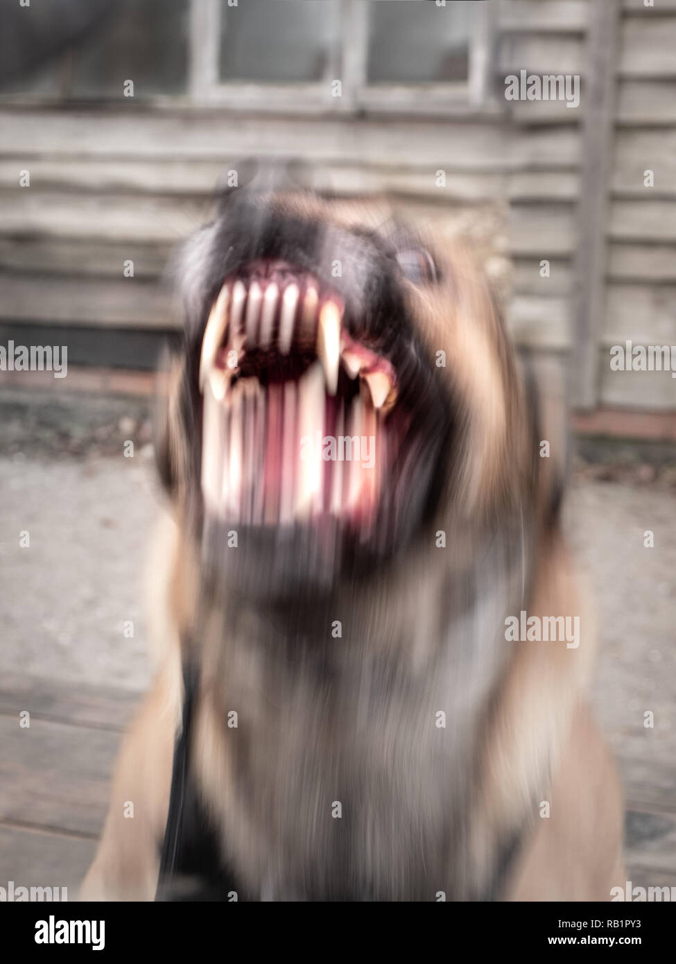 Aggressive dog barking showing teeth moving Stock Photo