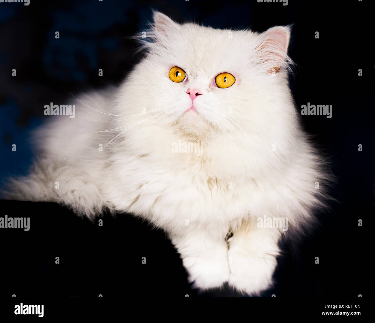 Beautiful clean white Persian cat Stock Photo Alamy