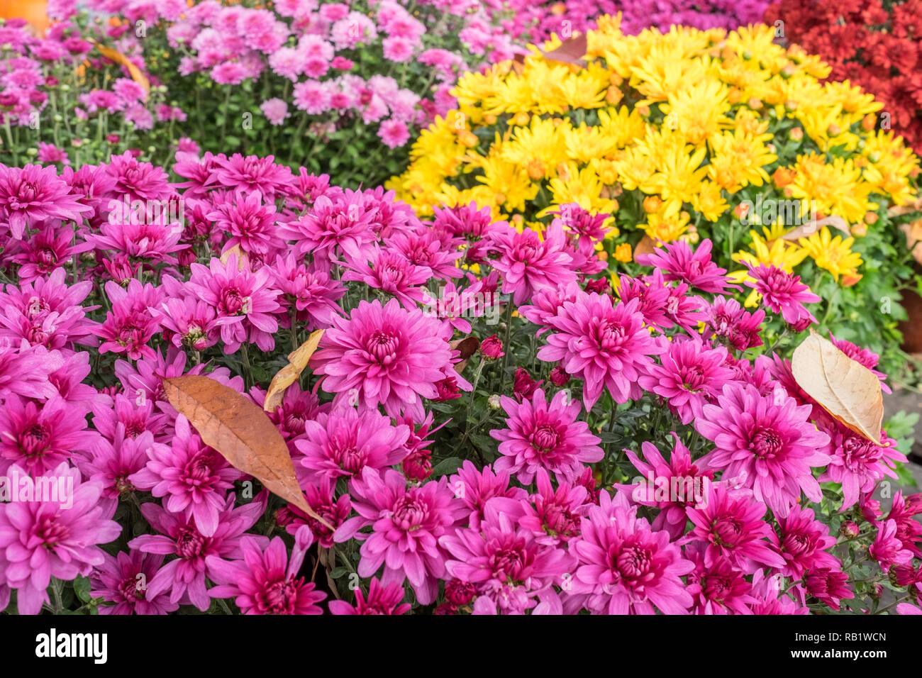 Hardy mums for sale Stock Photo Alamy