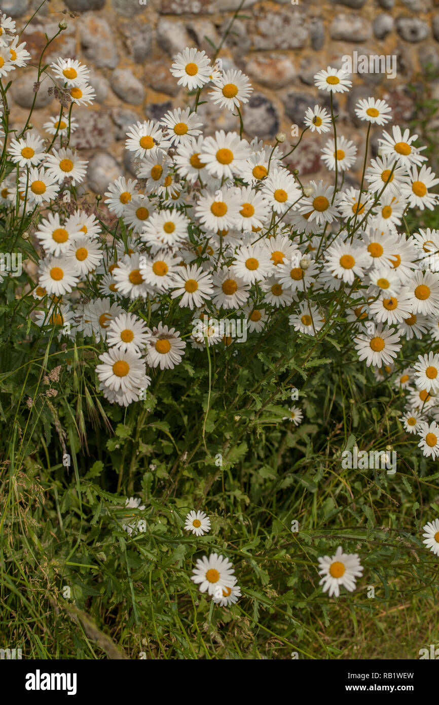 A roadside bank of Ox-eye Daisies (Leucanthemum vulgare), and with a flint stone wall background. Summer. Ingham, Norfolk. The UK. Stock Photo