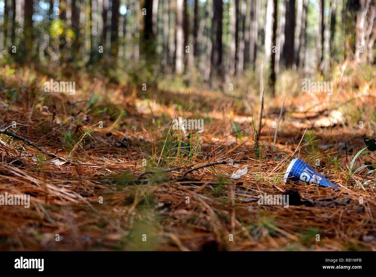 Empty beer can thrown on the ground amid pine needles at the Sam Houston National Forest in Texas; aluminum pollution; trash in nature. Stock Photo