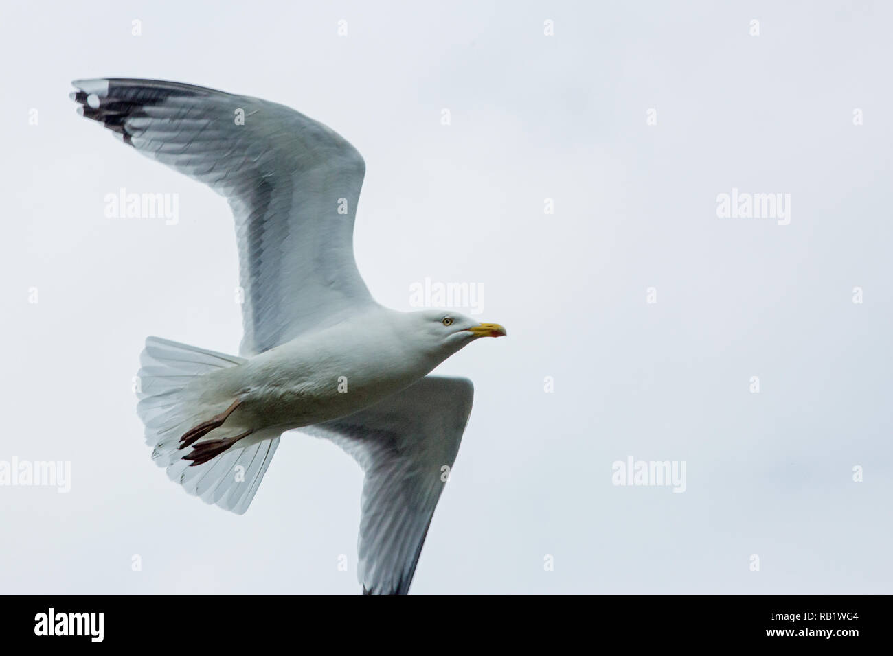 Herring Gull (Larus argentatus). Fly past. View from below., showing