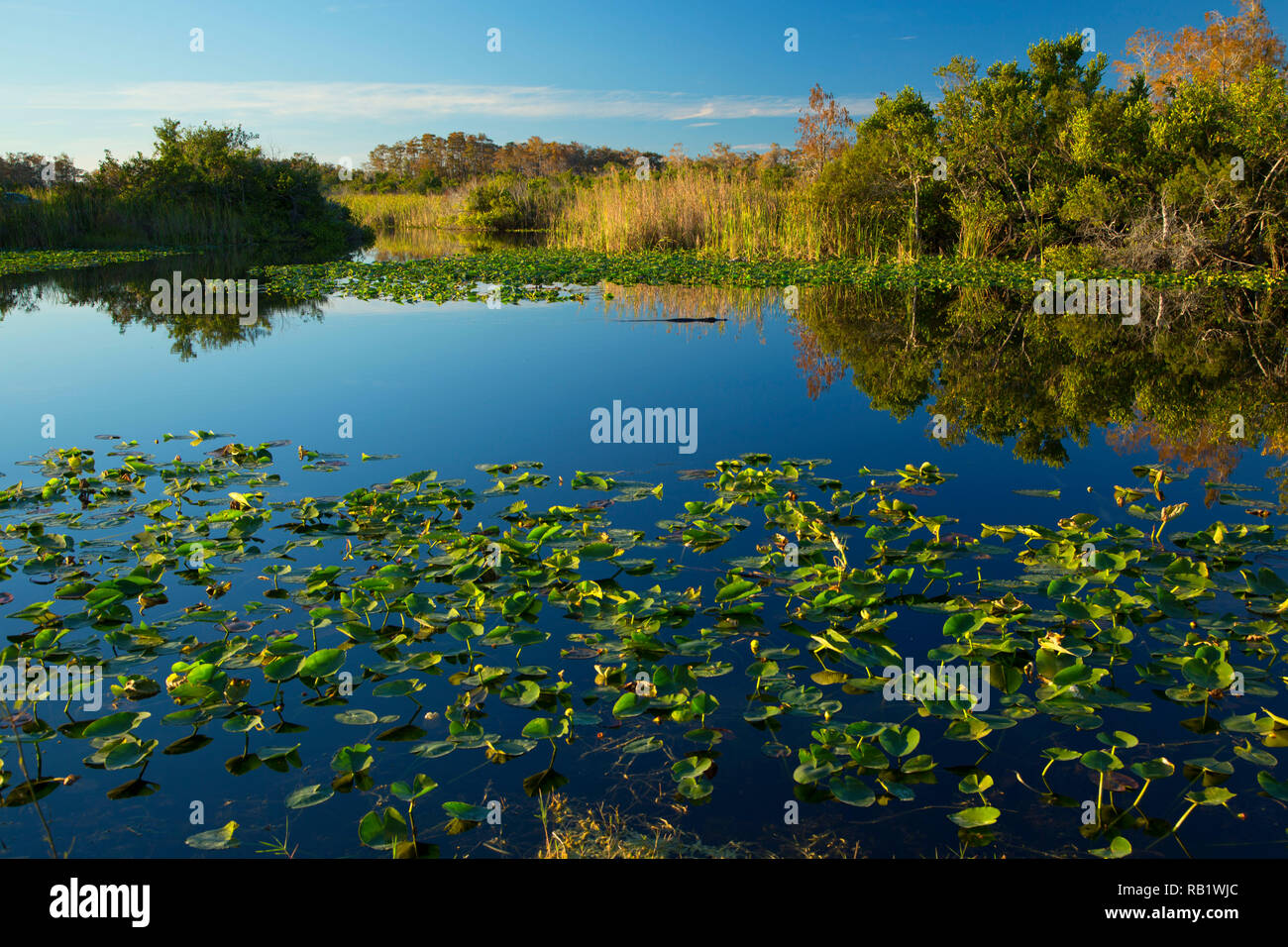 Florida wildlife management area hires stock photography and images Alamy
