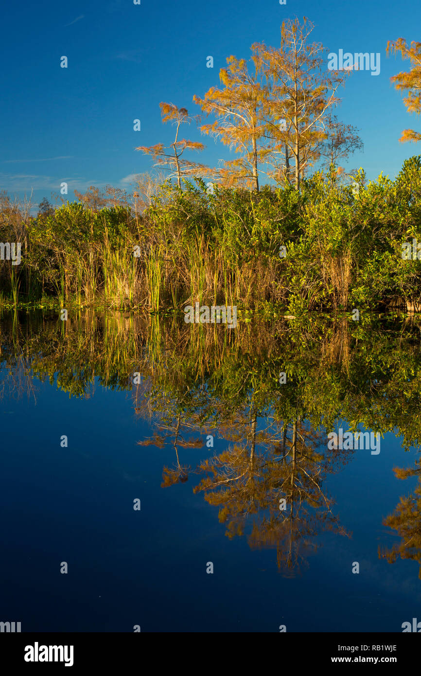 Everglades and francis s taylor wildlife management area hires stock photography and images Alamy