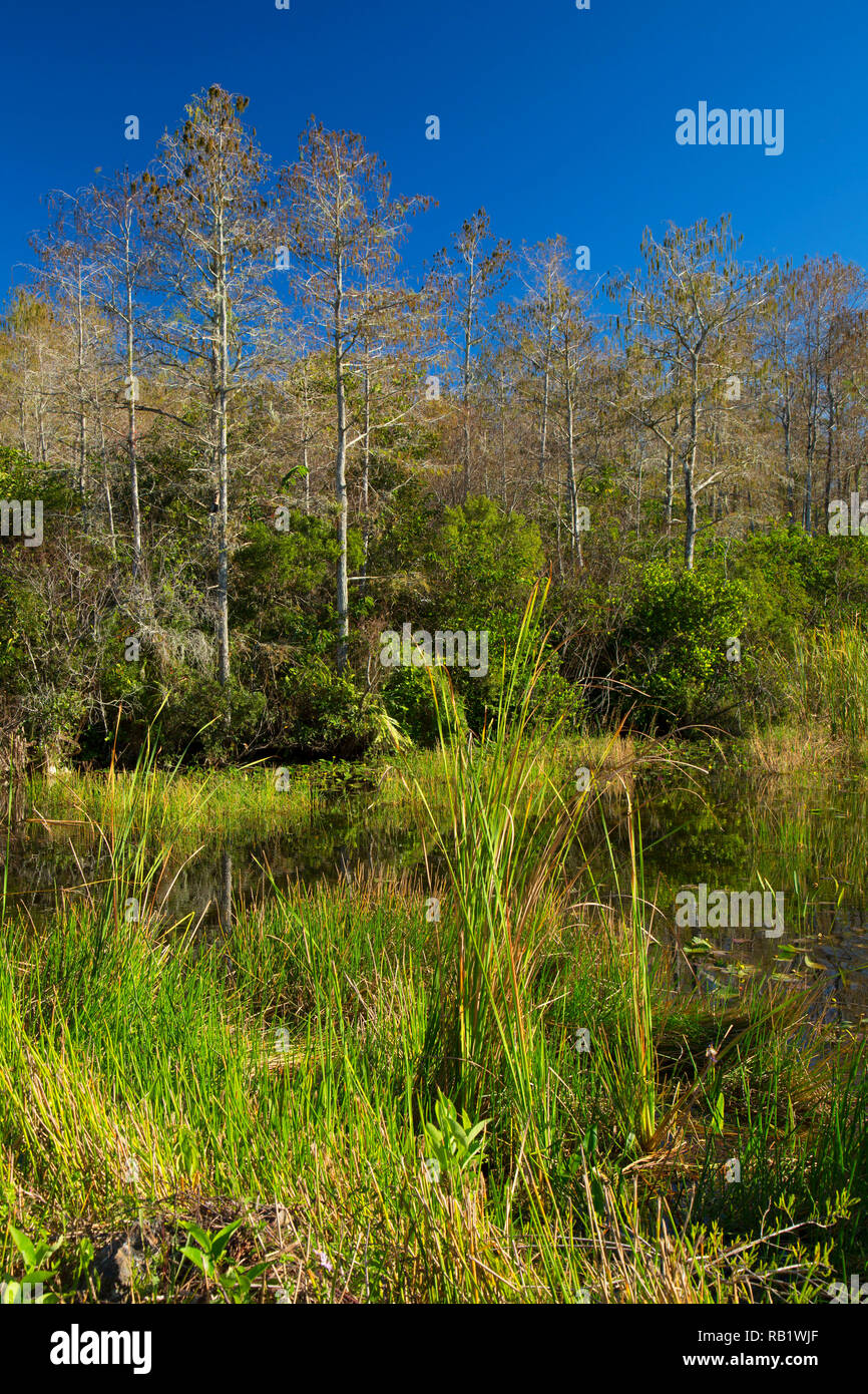 Cypress forest, Big Cypress National Preserve, Florida Stock Photo