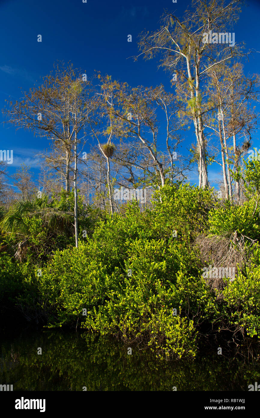 Cypress forest, Big Cypress National Preserve, Florida Stock Photo