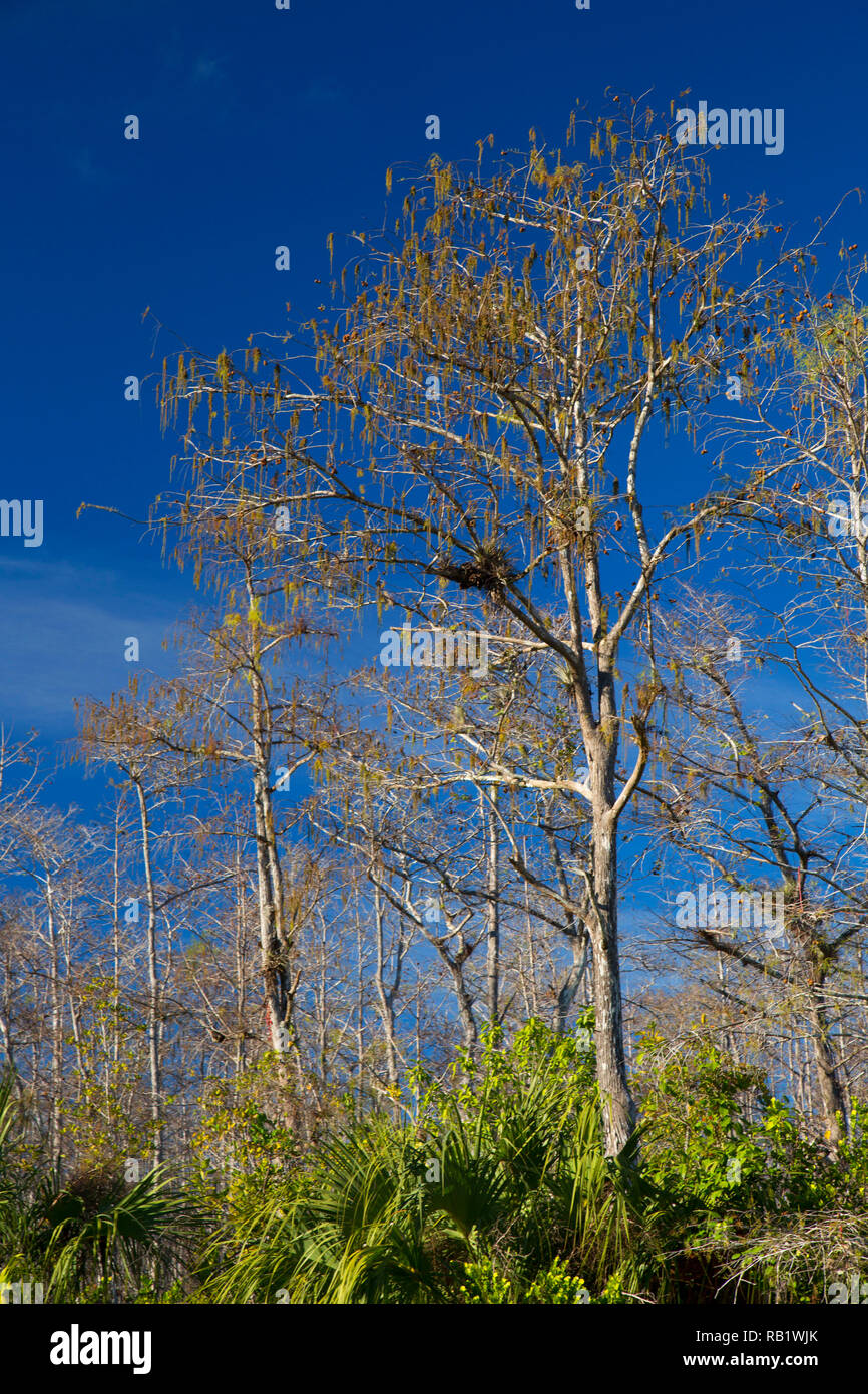 Cypress forest, Big Cypress National Preserve, Florida Stock Photo