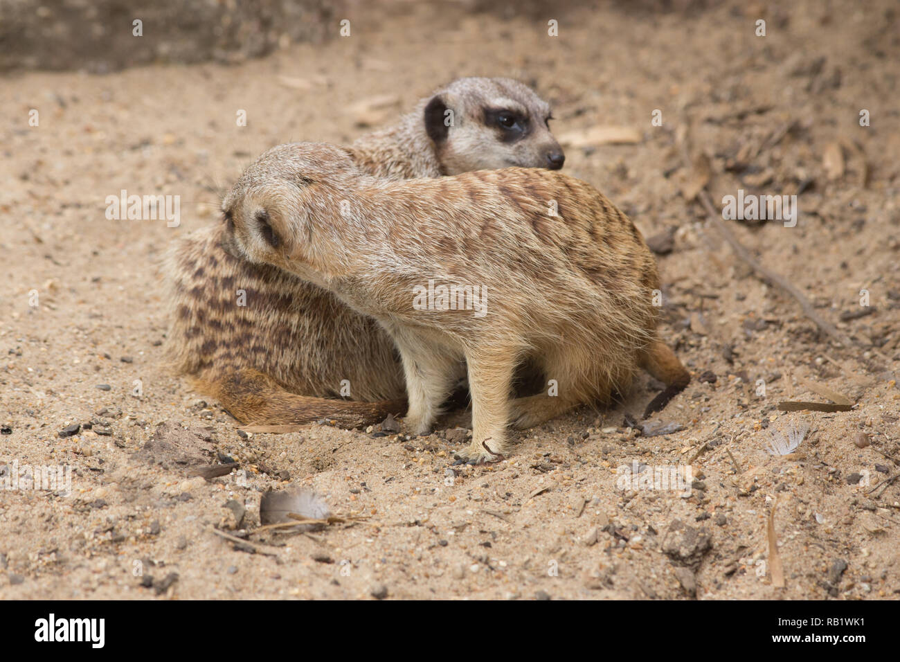Meerkats (Suricatta suricate). Pair mutually grooming. Each grooming the other - able to reach places on their bodies that they cannot otherwise easily find accessible. Stock Photo