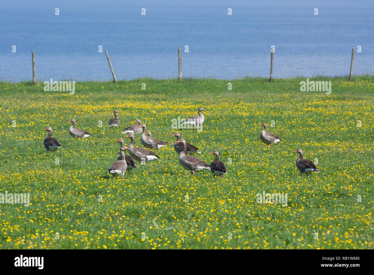 Western Greylag Geese (Anser anser). Part of the resident wild breeding population. Here a flock of failed or none breeding birds,  June. In a grazing pasture, including Buttercups (Ranunculus repens). Mull. Stock Photo