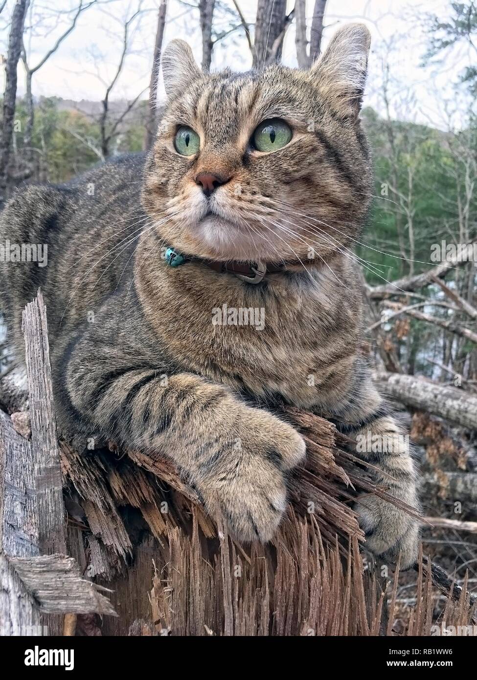 Highland Lynx Cat in the Woods Stock Photo