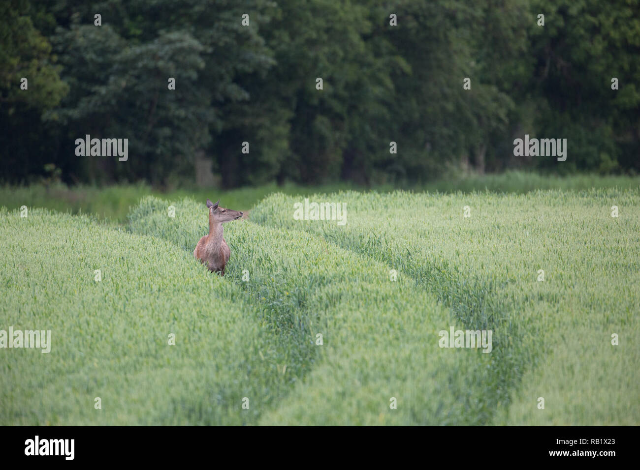 Red Deer hind (Cervus elaphus). Using farm vehicle ‘tramline’, as easy access for feeding from a growing crop of wheat. Calthorpe Farm, Ingham, Norfol Stock Photo