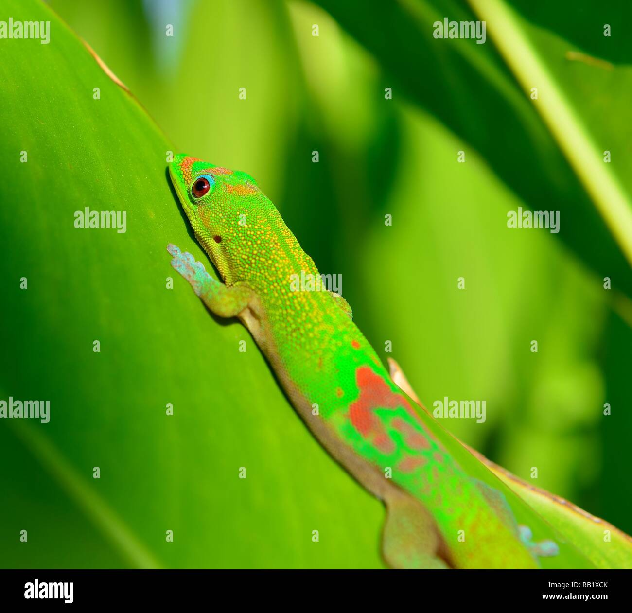 closeup of the gold dust day gecko on a leaf in Hawaii Big Island Stock Photo