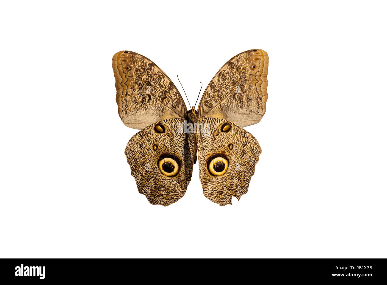 Ventral view of the owl butterfly (Caligo sp) isolated on a white background Stock Photo