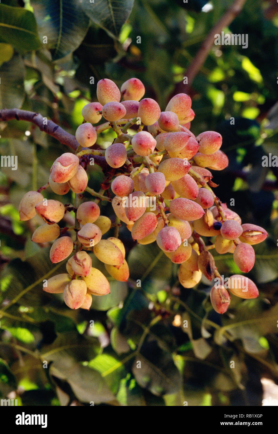 Pistachios growing in tree in an Orchard, CA Stock Photo Alamy